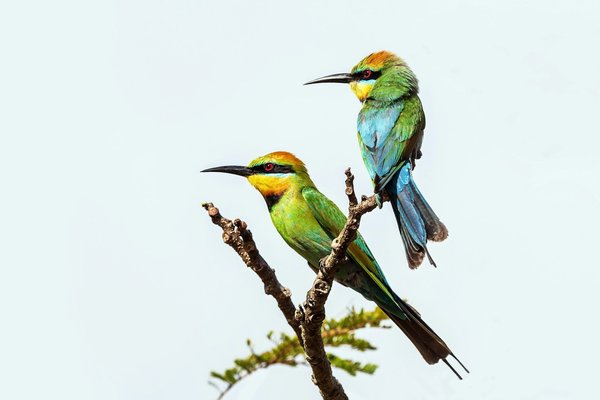 Comment organiser un camping pour observer les oiseaux migrateurs en Afrique?